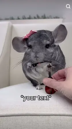 Chinchilla 