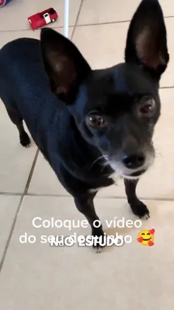 Vida de cão 