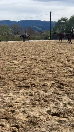 western pleasure??