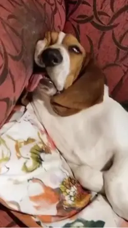 Dog Alarm Sleeping 
