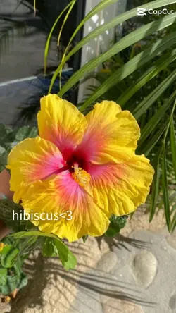 Hibiscus appreciatio