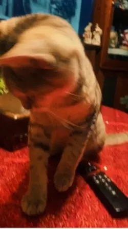 Tabby cat