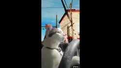 Searching Cat