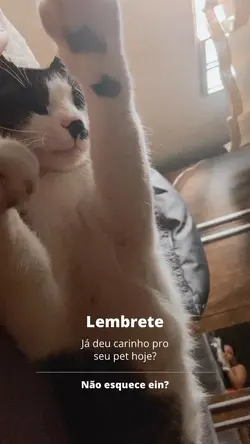 Carinho no pet