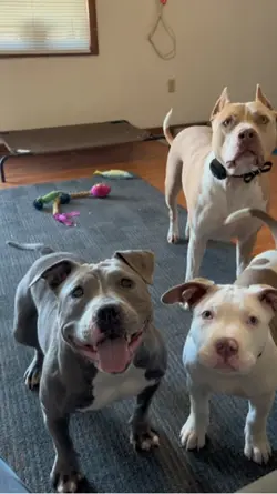 American Pet Bull