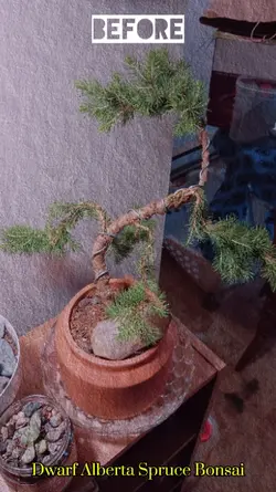 Before&AfterBonsai