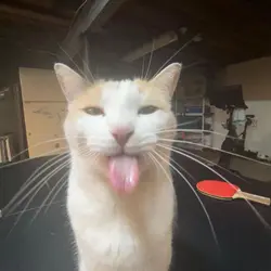 silly cats