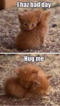 Cute animal memes!