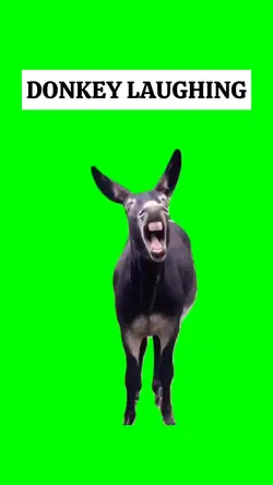 DONKEY LAUGHING