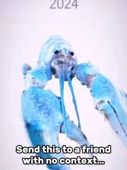 Blue Lobste