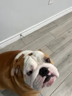 Dog Sitting