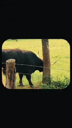 Cinematic Template
