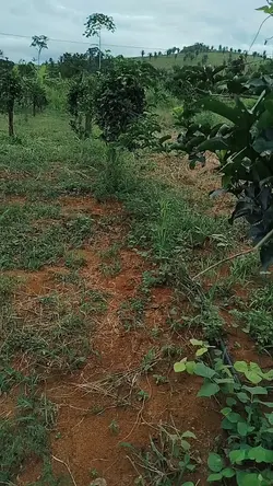 plantio de maracujá 