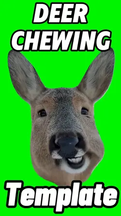 Deer Chewing 