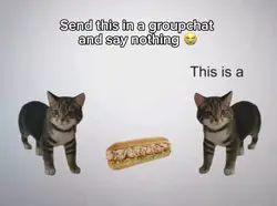 Cat sandwich