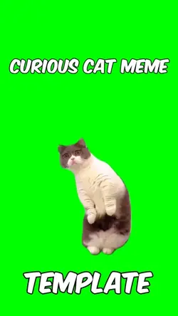 Curious cat 