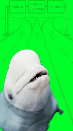 Beluga whale