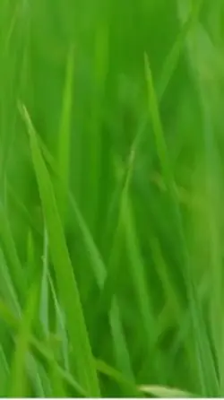 Grass edit