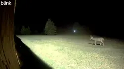 Bambi