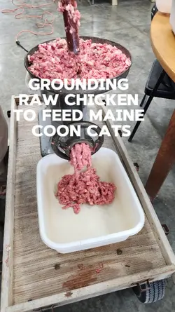 Homemade cat food