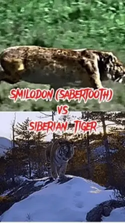 Sabertooth vs tiger