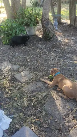 Dog Vs Cat