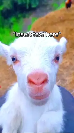 Baby Goat Meme
