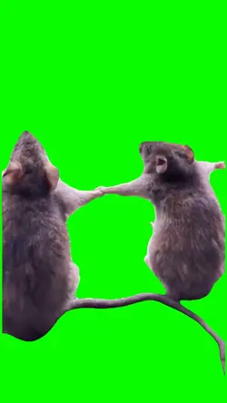 Mice in love 