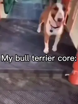 my bull terrier core
