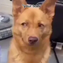 guilty dog meme