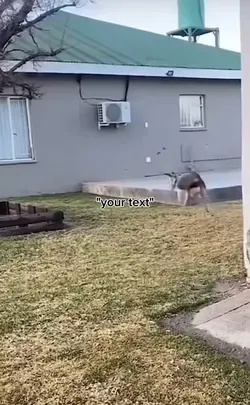 deer meme