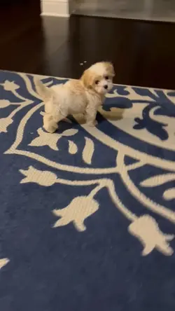 My puppy 
