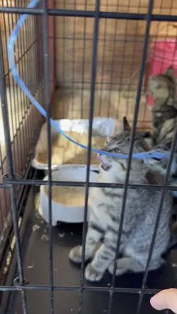 Barn kittens!!! 