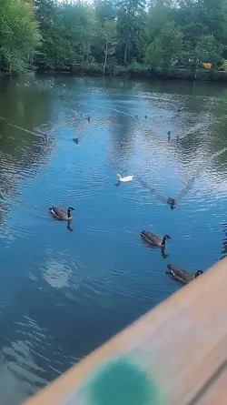 Slow Mo