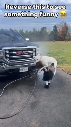 Dog Attack
