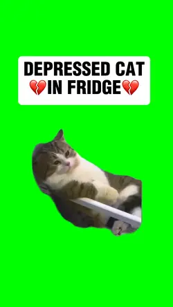 DEPRESSED CAT