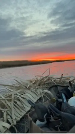 Duck season 