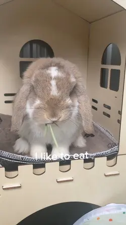 I like to eat…