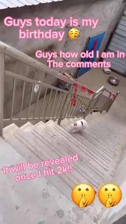 Funny cat falling😨🤫😂