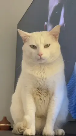 seu bichinho 