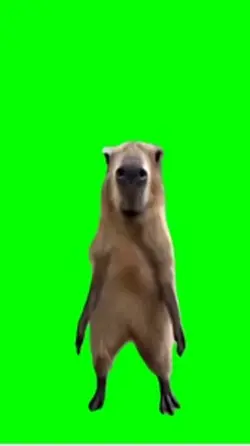 Capybara dancing