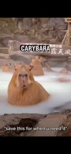 Capybara 🫢🤣🥰