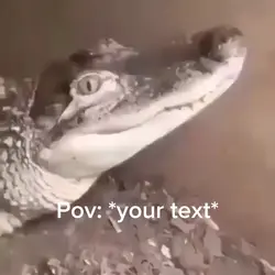 Happy Croc meme