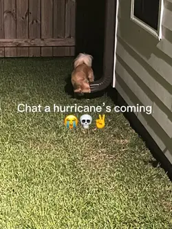 Hurricane 💨