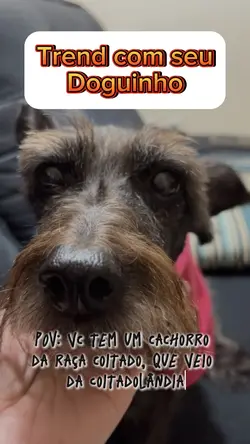 Dog coitadinho