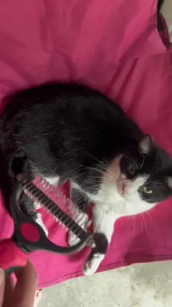 Animal hair brush
