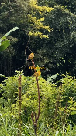 Observe