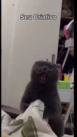 gato doido 