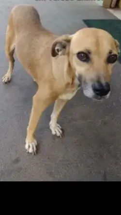 CACHORRO DANÇANDO 