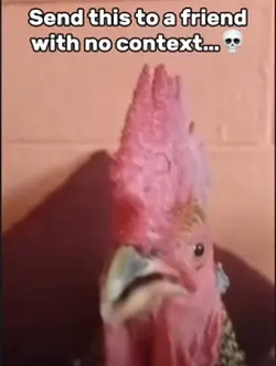 Rooster
